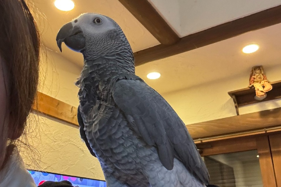Unexpected Guest at Telangana CS Ramakrishna Rao Office