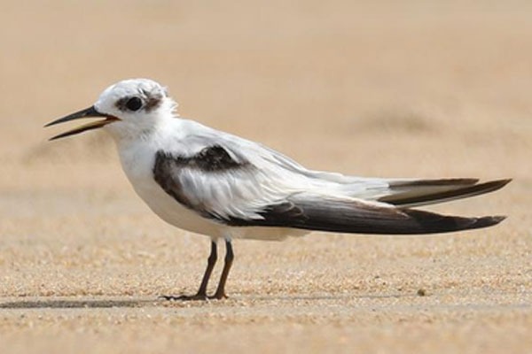 Rare coastal birds return to Chennai after four decades
