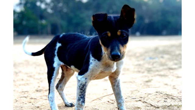 పెద్దపల్లి జిల్లాలో దారుణం... చిన్నారిని పీక్కుతిన్న వీధికుక్కలు
