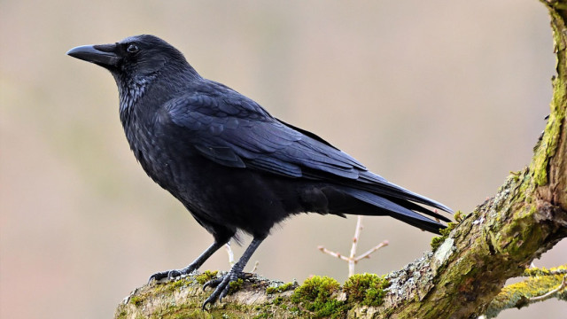 హైదరాబాద్‌లో విచిత్రం.. దశదిన కర్మ కోసం కాకి కొనుగోలు