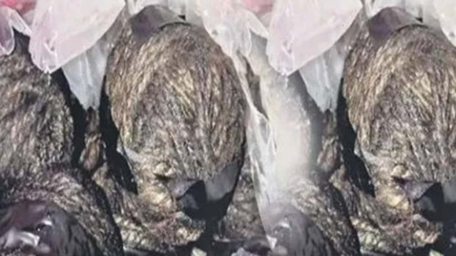 పల్నాడులో కలకలం.. వైసీపీ నేత ఇంట్లో ఐదు నాటు బాంబులు