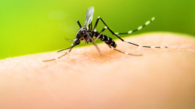 మందుబాబుల రక్తం దోమలకు ఎందుకంత ఇష్టం?.. ఇదిగో సైన్స్ చెప్పిన నిజం!