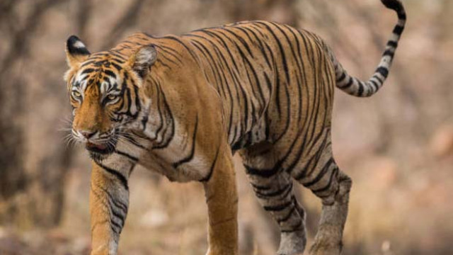 రాజమండ్రి సమీపంలో పులి సంచారం.. ధ్రువీకరించిన అటవీశాఖ