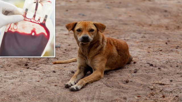 హైదరాబాద్‌లో వీధి కుక్కల రక్తంతో వ్యాపారం.. వెలుగులోకి అమానుష దందా