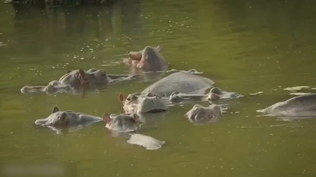 హిప్పోలను చంపాలనుకున్న కొలంబియా ప్రభుత్వం... అనంత్ అంబానీ విజ్ఞప్తి