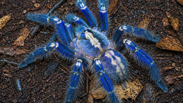 నల్లమల అడవుల్లో అరుదైన పీకాక్ టరంటులా సాలీడు... ఏపీ ప్రభుత్వం ప్రత్యేక దృష్టి