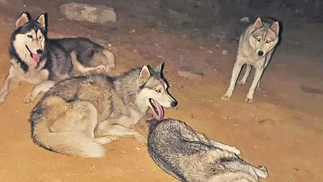 పటాన్‌చెరులో రోడ్డుపై ఖరీదైన హస్కీ జాతి శునకాలు.. వదిలేసిన గుర్తు తెలియని వ్యక్తులు