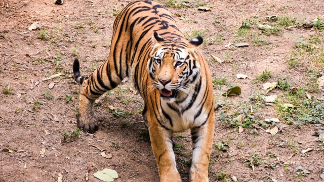 ఘోరం.. నలుగురు మహిళలను వేటాడి చంపిన పులి!