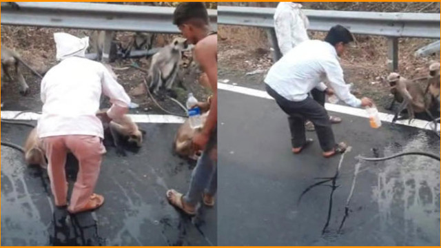 దాహంతో బస్సును అడ్డగించిన కోతి.. కదిలించిన ఘటన.. ఇదిగో వీడియో!