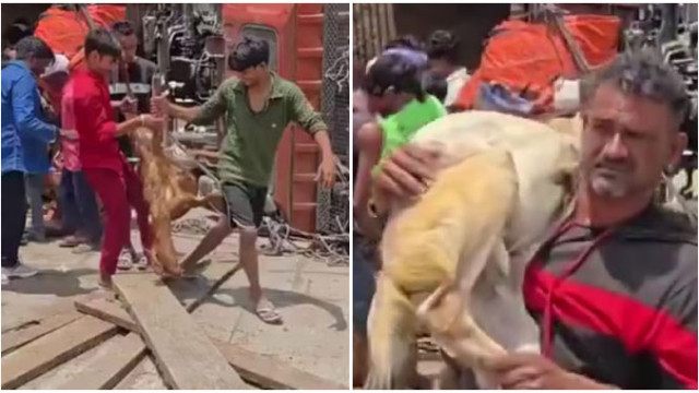 ప్రమాదం కంటే దారుణం.. గాయపడ్డ వారిని వదిలేసి మేకలను ఎత్తుకెళ్లిన జనం.. ఇదిగో వీడియో!