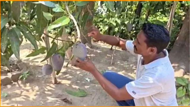 ప్రపంచంలోనే ఖరీదైన మామిడిని పండించిన‌ ఒడిశా రైతు.. తీరా ఇప్పుడు ఊహించ‌ని స‌మ‌స్య‌!