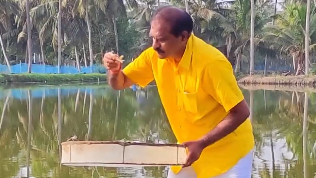 రొయ్యలకు మేత వేసి, పొలంలో దుక్కి దున్ని... సొంతూరులో మంత్రి నిమ్మల... వీడియో ఇదిగో!