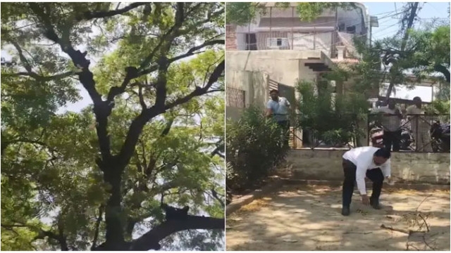 రూ. 2 లక్షల బ్యాగ్‌తో కోతి పరార్.. ఆ తర్వాత సీన్ కట్ చేస్తే!
