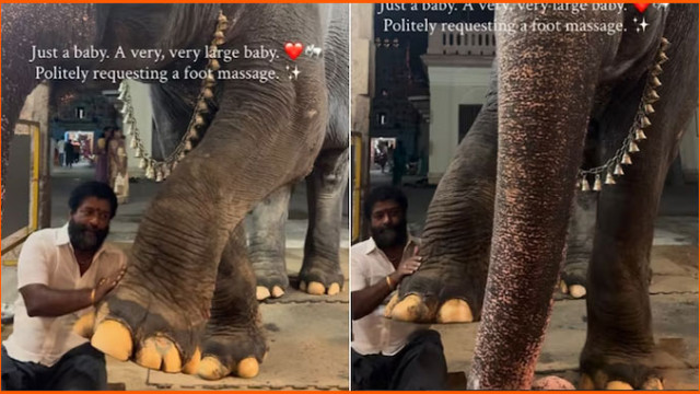 మావటీ.. నాకు మసాజ్ చేయవా?: గజరాజు క్యూట్ వీడియో వైరల్!
