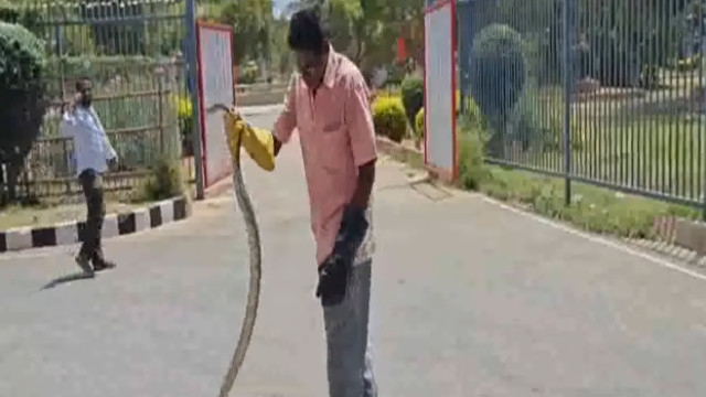 తిరుమలలో భారీ సర్పం... హడలిపోయిన భక్తులు!