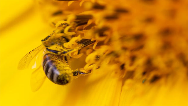 Nature provided evidence decades old murder case mystery solved with flower pollen
