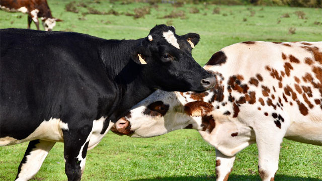 Unknown facts about cows they are not as simple as we think