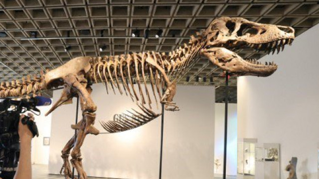 Dinosaur skeleton fetches record price at auction