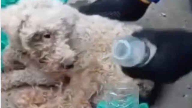 Bailey the dog survives 29 days under Venezuela earthquake rubble