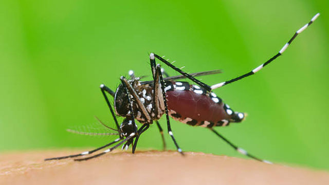 Mosquito elimination with mosquitoes a super success experiment