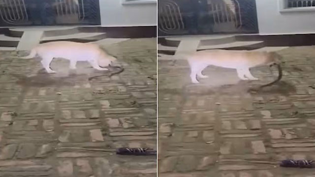 Tommy the dog sacrifices life for owners after fighting snake for an hour
