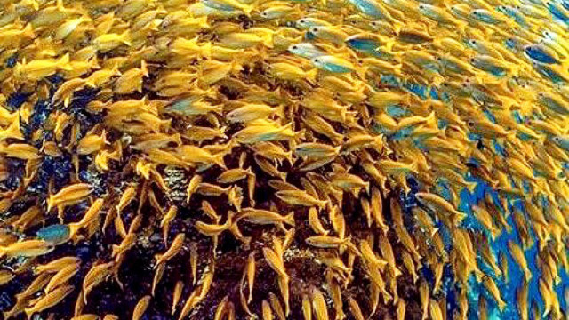 Brazil Aquaculture faces new threat as scientists identify new bacterial species