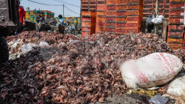 Illegal transport of chicken waste from Hyderabad to AP 100 tons seized