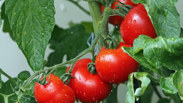 Tomatoes can boost brain activity according to new research