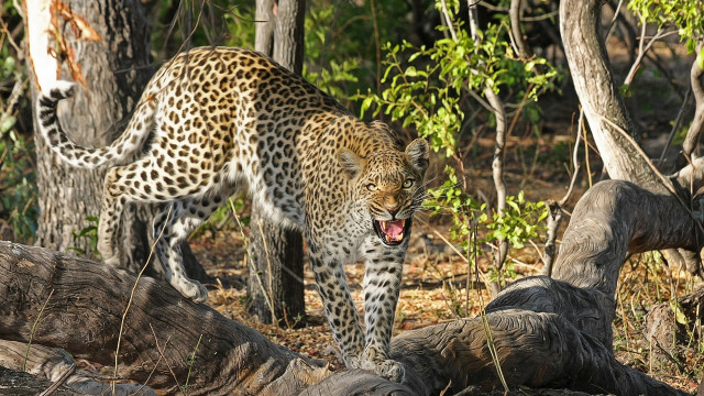 Leopards create havoc in Anantapur district seven deer killed in tomato farm