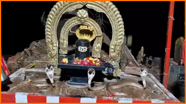 Three King Cobras Entered Into Shiva Lingam In A Temple in Nellore District