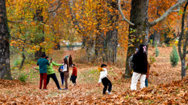 Kashmir golden beauty of autumn Chinar leaves changing colors