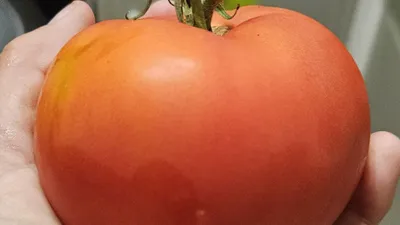 Good news for vegetarians meat tasting tomatoes are coming