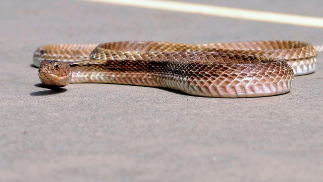 Snakes entering airport for coolness strange situation in Australia