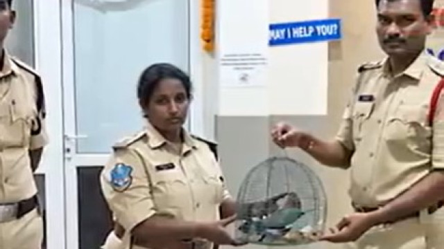 CP Sajjanar rescues four Indian Rollers caged during Dussehra festival