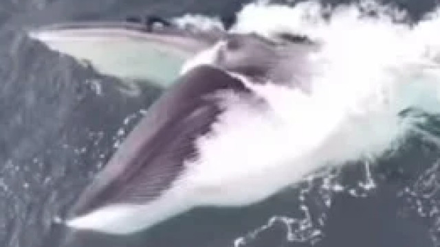 Rare sight off Wales coast Giant Fin whale caught on camera
