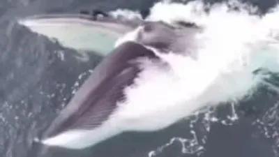 Rare sight off Wales coast Giant Fin whale caught on camera