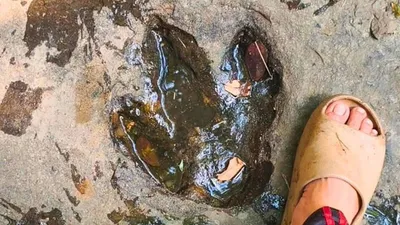 Dinosaur footprints from 120 million years ago discovered after Facebook post