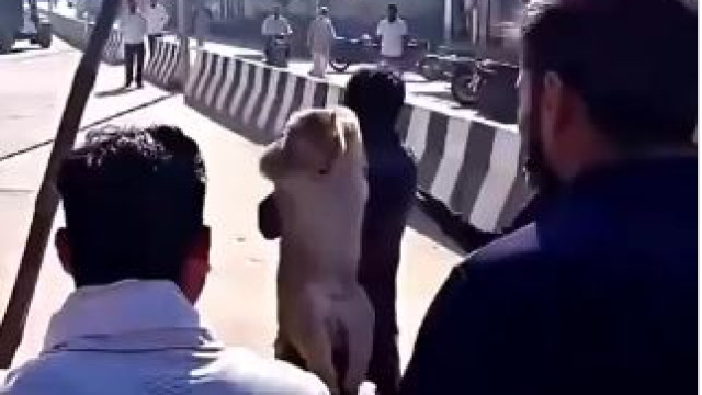 This is the most wanted monkey 51000 reward for catching it finally caught