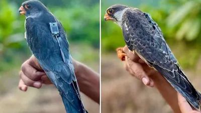 Amur Falcons return to Manipur after traveling across 23 countries
