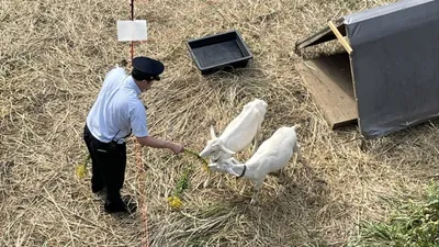 Tokyo Railway Station Goat Duty Passengers Impressed