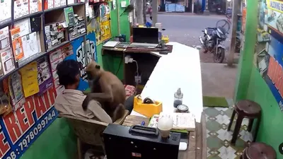 Langur hugs shopkeeper in unexpected encounter viral video goes viral