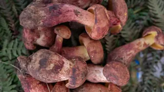 Lanmaoa asiatica mushroom causes tiny people hallucinations after consumption
