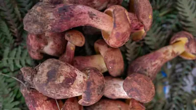 Lanmaoa asiatica mushroom causes tiny people hallucinations after consumption