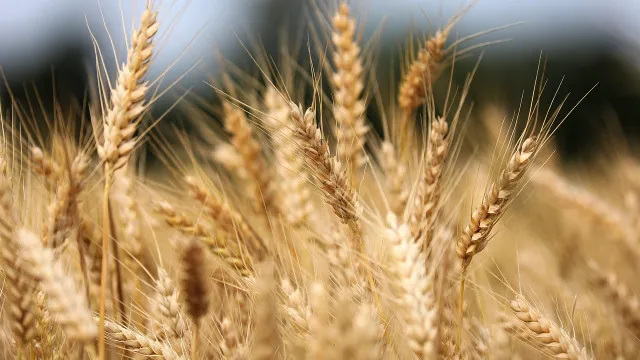 Old seeds found in an attic The miracle crop that changed an Italian farmers life