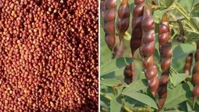 Tandur Red Gram to Australia a historical milestone in Telangana agriculture sector
