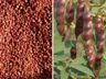 Tandur Red Gram to Australia a historical milestone in Telangana agriculture sector