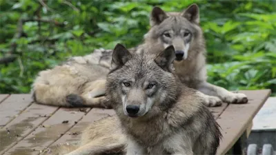 Google Finland deforestation causes wolves to enter local villages